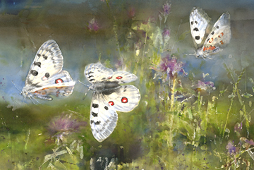 Apollofjärilar, Akvarell 102×152