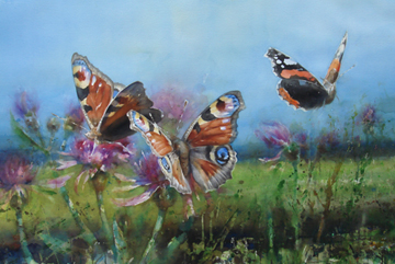 Påfågelöga, Akvarell 102×152