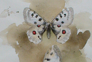 Apollofjäril, Akvarell b2 30×20