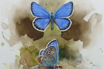 Blåvinge, Akvarell 30×20